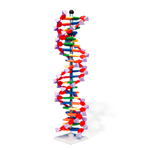 DNA Model